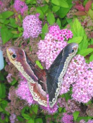 Callosamia promethea gynandromorph (Internet Image property of respective owner, non-commercial use only)